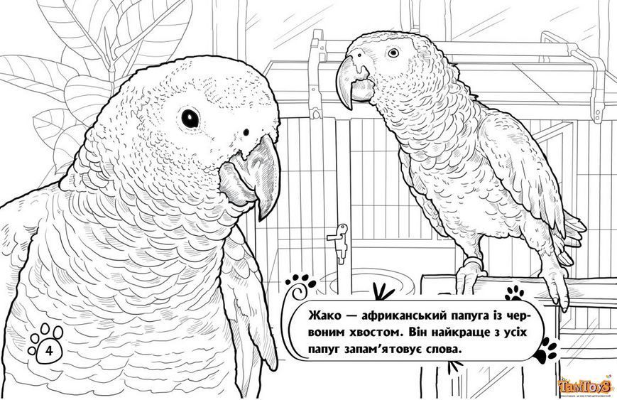 Розмальовка з тваринами : Тварини в оселі (у) А583010У фото
